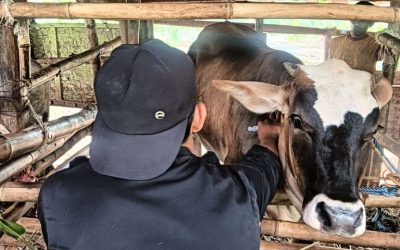 Kuota Vaksin PMK di Banyumas Terbatas, Dinkannak Terapkan Skala Prioritas