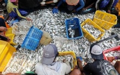 Mengungkap Keunikan Industri Perikanan di Cilacap