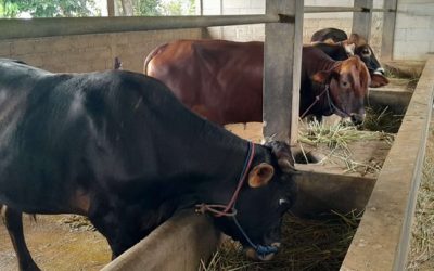 PMK di Banyumas: 174 Ekor Sapi Terjangkit, 7 Mati, dan 6 Sembuh