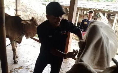 Penanganan PMK di Banyumas: 1.900 Dosis Vaksin Disalurkan untuk Lindungi Ternak